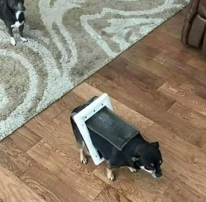 'Not My Animal': 40 Animal Pics That Just Don't Make Any Sense, As Shared On This Instagram Account