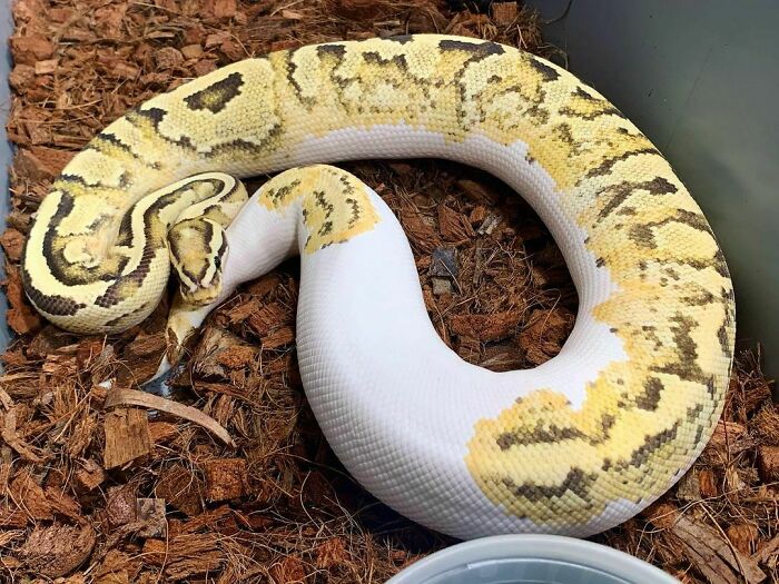 Definitely One Of My Favorite Animals In My Collection