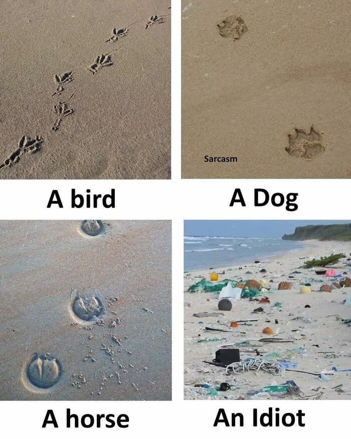 Sand with footprints of a bird, dog, horse, and litter labeled as an "Idiot"; meme humor from Sarcasm Only account.