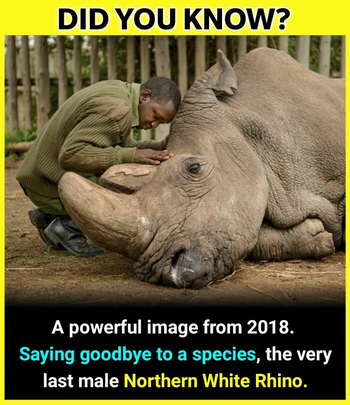 Man saying goodbye to the last male Northern White Rhino, highlighting unknown facts daily on Instagram facts encyclopedia.