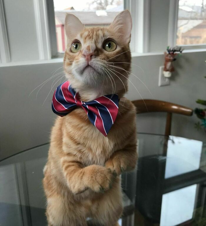 One Very Special Cat We'll Never Forget Is Sir Harrington Hotwings. His Front Legs Didn't Quite Grow Right