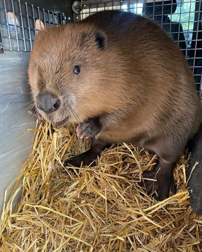 Will You Beaver My Valentine?
