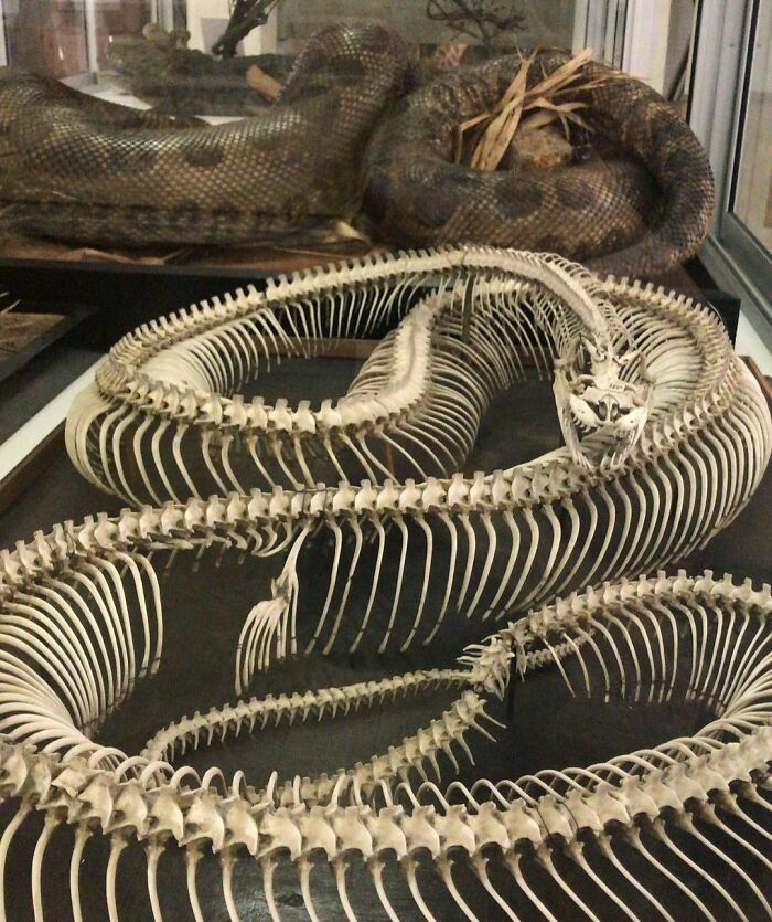 Inside Out III Zoological Museum Of Kaunas