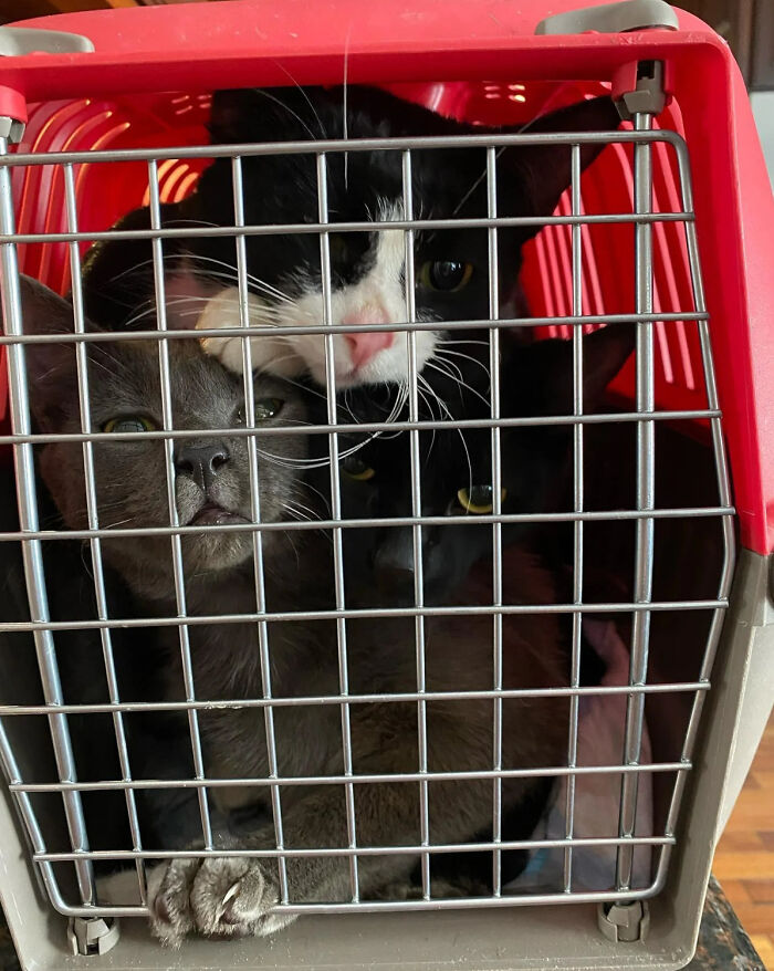 3 Cute Cats Were Thrown Away Like Garbage, Found New Family And Now Are Filling Their Home With Love And Joy