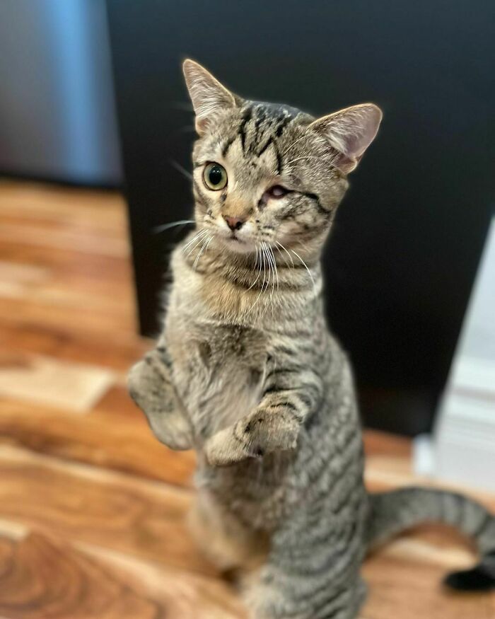 Miss Mayhem Is A Special Needs Kitten