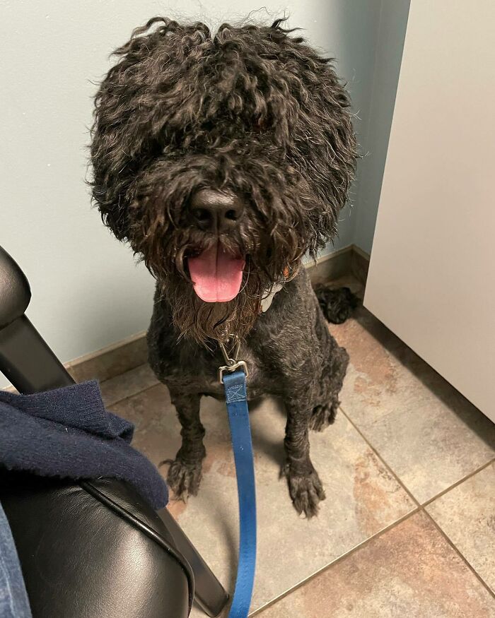 This Is What Happens When You Don’t Let The Groomers Style Your Face