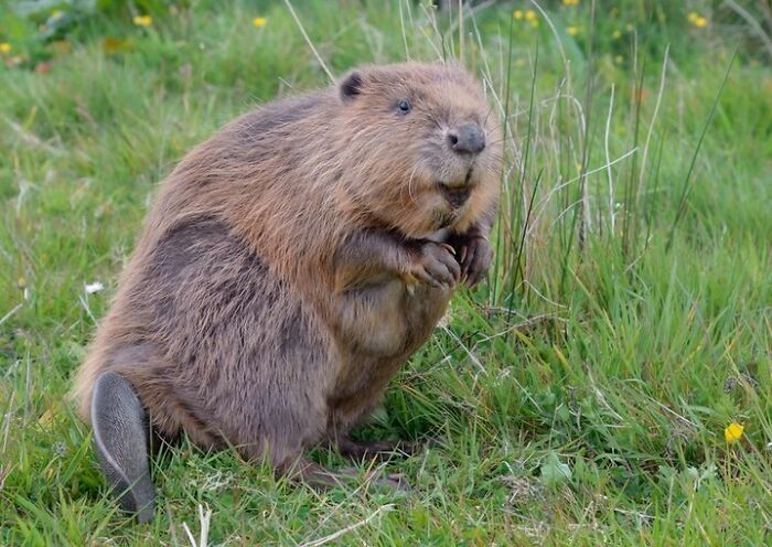 Cute Beaver