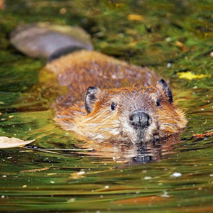 It Takes One Beaver Less Than Ten Minutes To Cut Down A 3-Inch Thick Tree