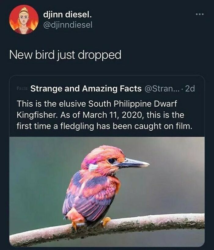 Nature Collab Of The Year (@djinndiesel)