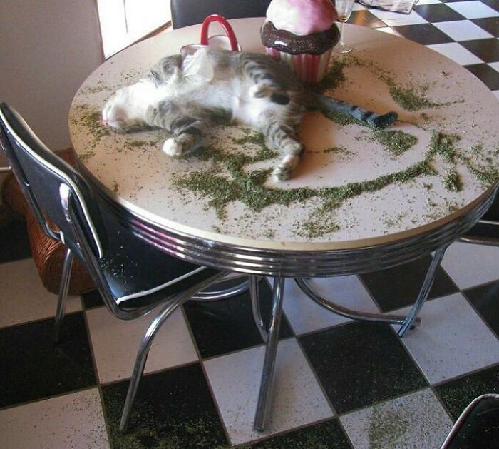 'Not My Animal': 40 Animal Pics That Just Don't Make Any Sense, As Shared On This Instagram Account