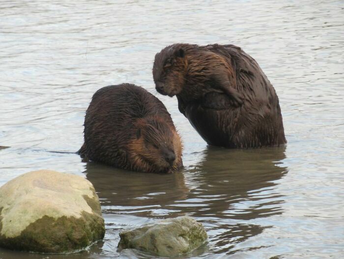 One Beaver Eating While Another Beaver Learns To Moonwalk