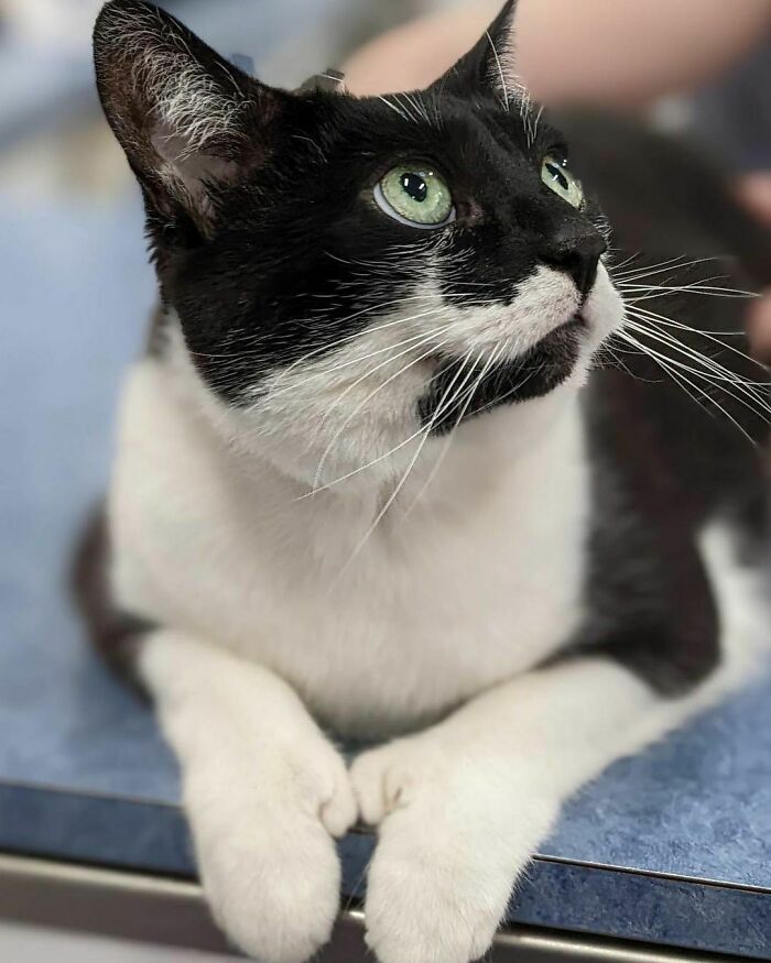 This Is Polly. Polly Is Polydactyl