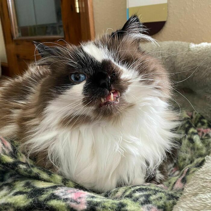 Cricket Has One Eye, A Cleft Lip And A Crooked Jaw