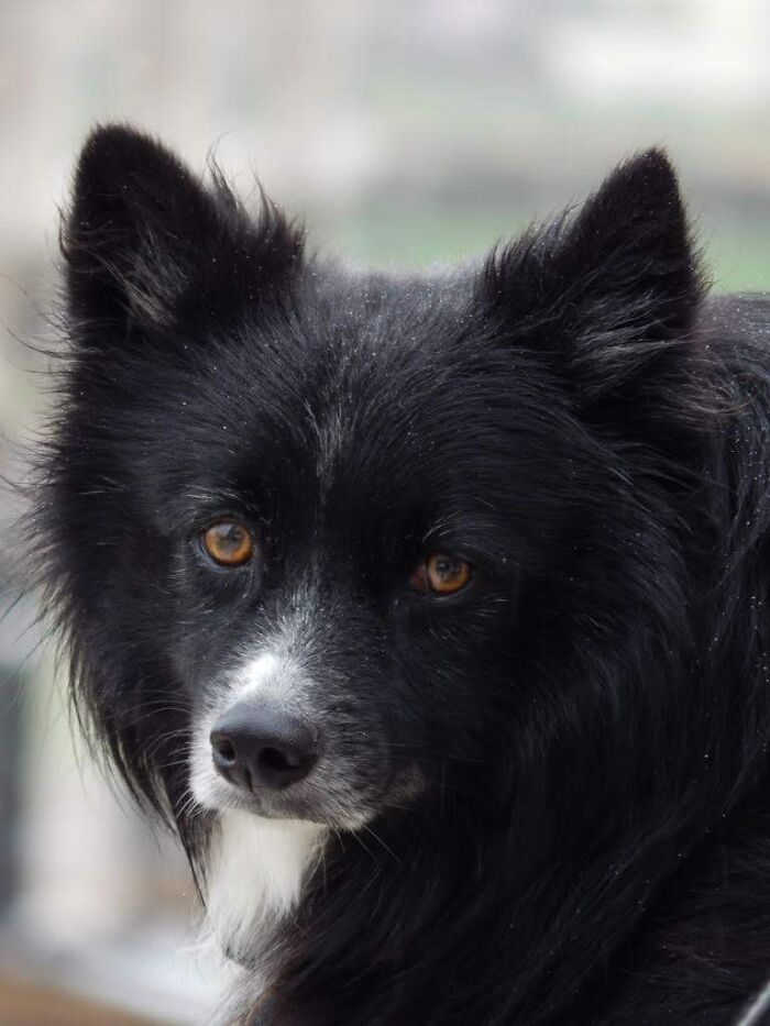 Bony He’s German Spitz