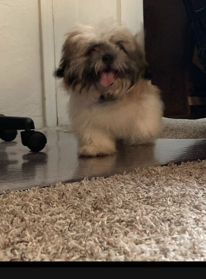 Haven’t Quite Settled On A Name Yet But We Are Thinking “Charlie”. My Gramma’s New Puppy