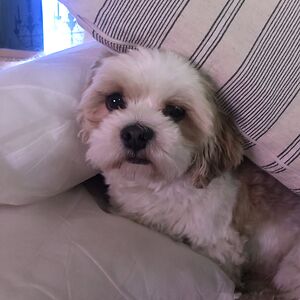 julialarsson_1 avatar