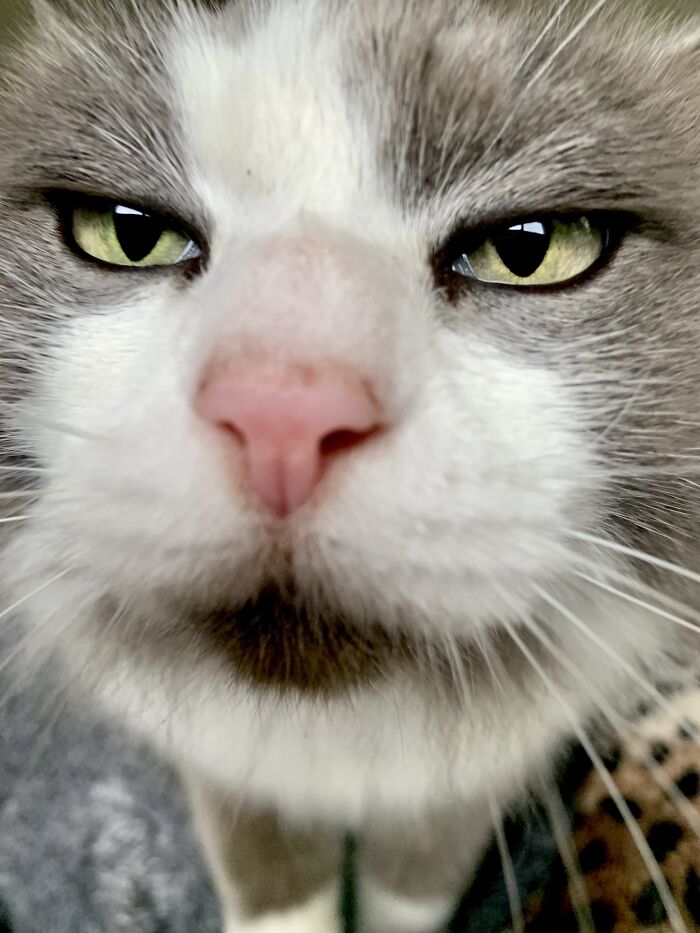 Jinxy, Adopted Three Weeks Ago, Same Time As Ralph. I’d Just Got Her Home And Sat Down With Her When She Came In For The Smooch!