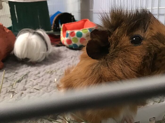 This Is Pigwidgeon. The Ball Of Fluff In The Background Is Headwig. The Two Of Them Take Up About 1/3 Of My Room