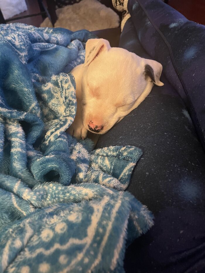 Curled Up On His New Momma’s Leg After Getting Dumped All Alone Outside Of Town