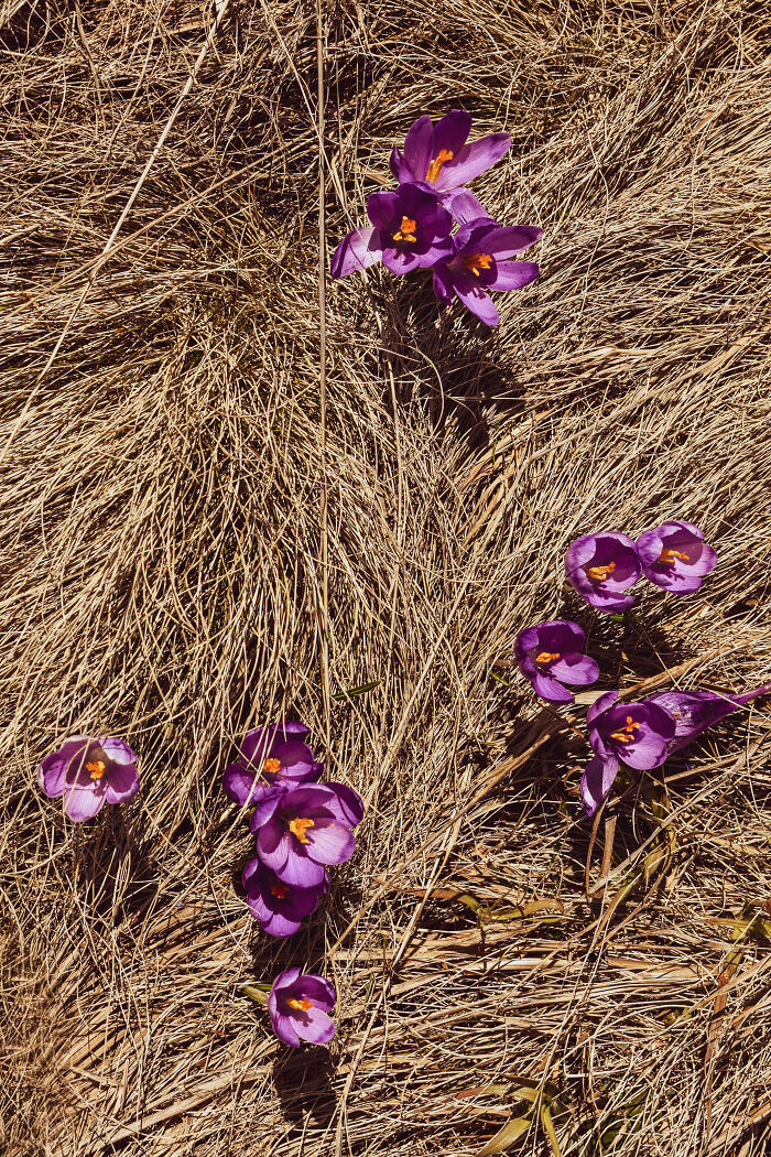 Purple crocus flowers blooming among dry grass in the Ukrainian Carpathians during early spring season.