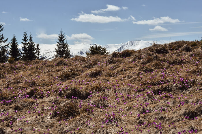 Purple wildflowers blooming on a hillside with pine trees and snow-covered peaks in the Ukrainian Carpathians under a blue sky