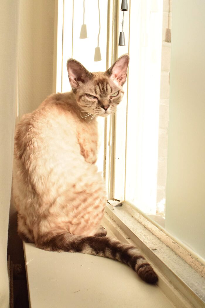 No No Resting-Bitch-Face, It's Meow Appurreciating-Sunshine-In-Winter-Face