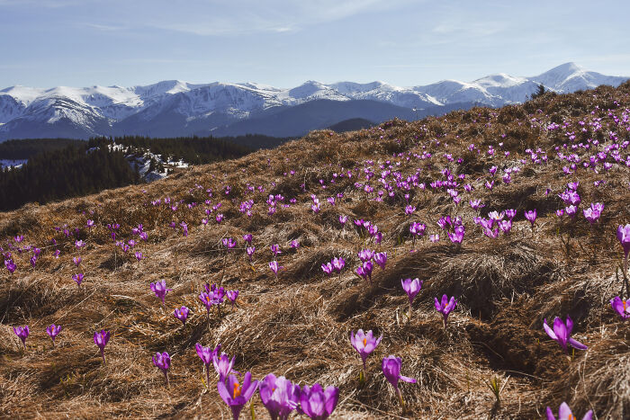 Purple flowers blooming on a grassy hillside with snow-capped peaks in the Ukrainian Carpathians under a clear sky