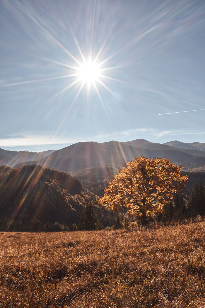 Sunlit autumn tree in a meadow with mountainous landscape in the Ukrainian Carpathians under a clear blue sky.