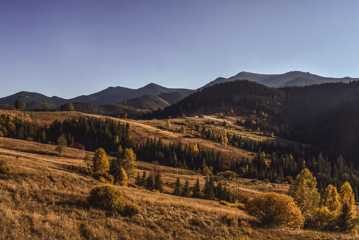 Rolling hills and forested slopes in the Ukrainian Carpathians illuminated by warm autumn sunlight under a clear sky