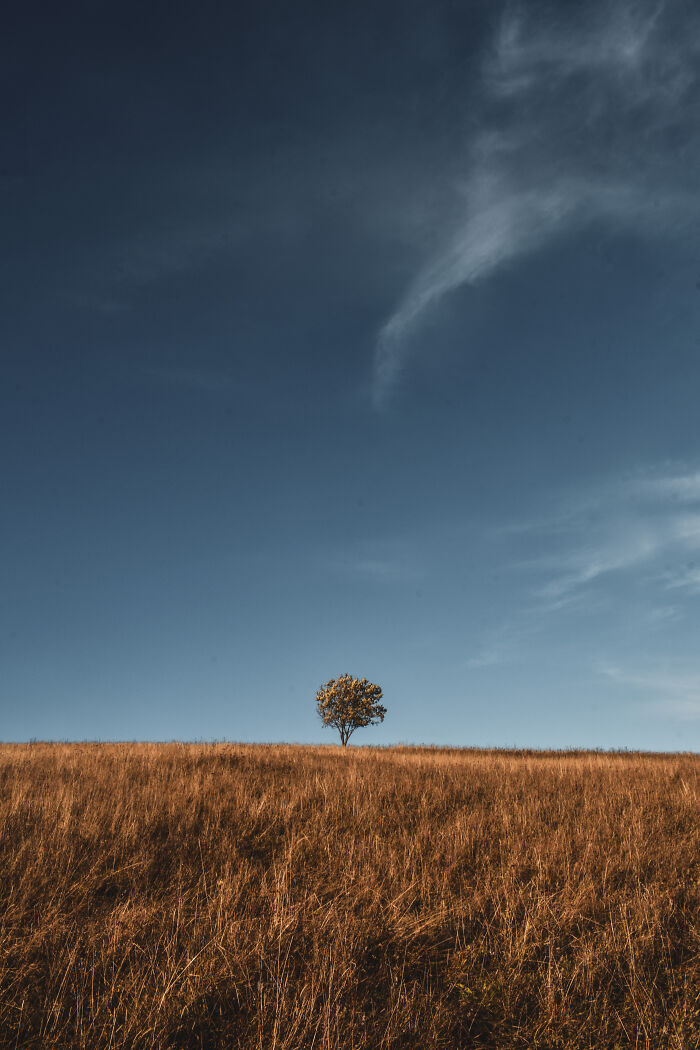 Solitary tree on a golden grassy hill under a clear blue sky in the Ukrainian Carpathians landscape.