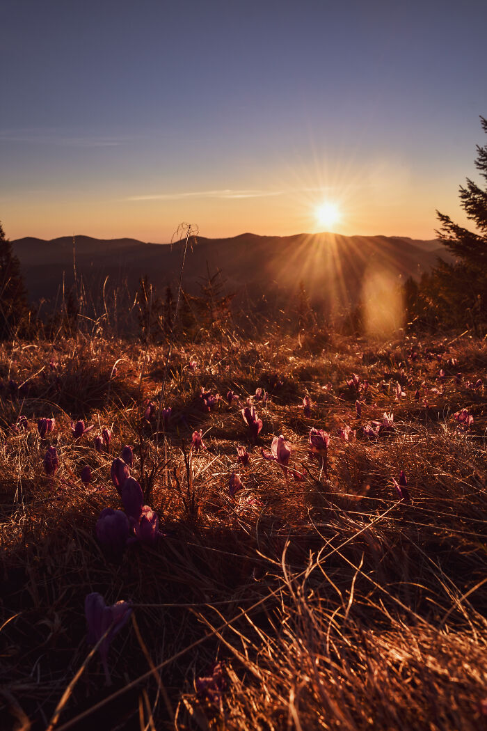 Sunset over purple flowers on grassy slope with dark mountain silhouette in Ukrainian Carpathians landscape.