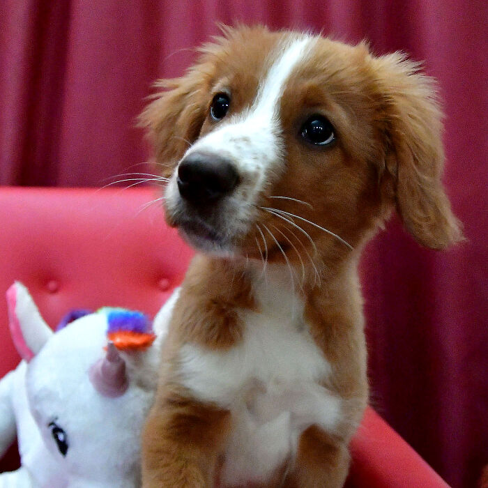 Pavlov And His Unicorn