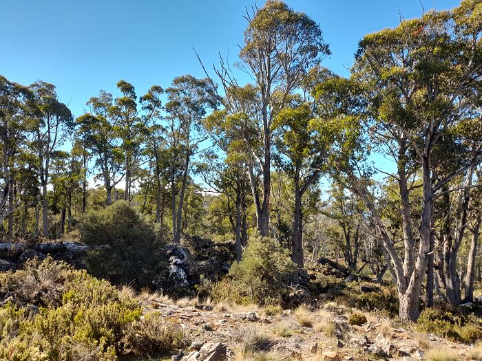 Wallabies And Currawongs (Rascally Birds, Like Crows). They're All Napping In The Shade. Central Tasmania.