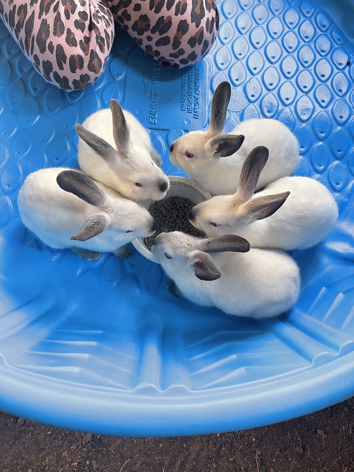 Mckenzie’s Bunnies As Babies.