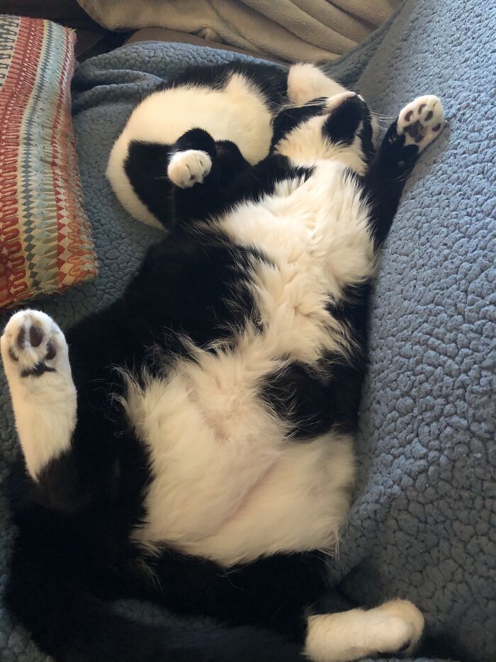 Poor Conjoined Skunks…