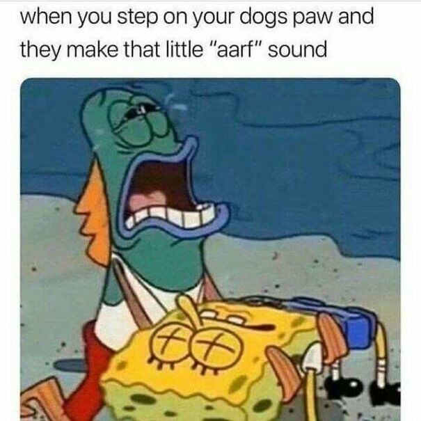 15 Of The Cutest Dog Memes