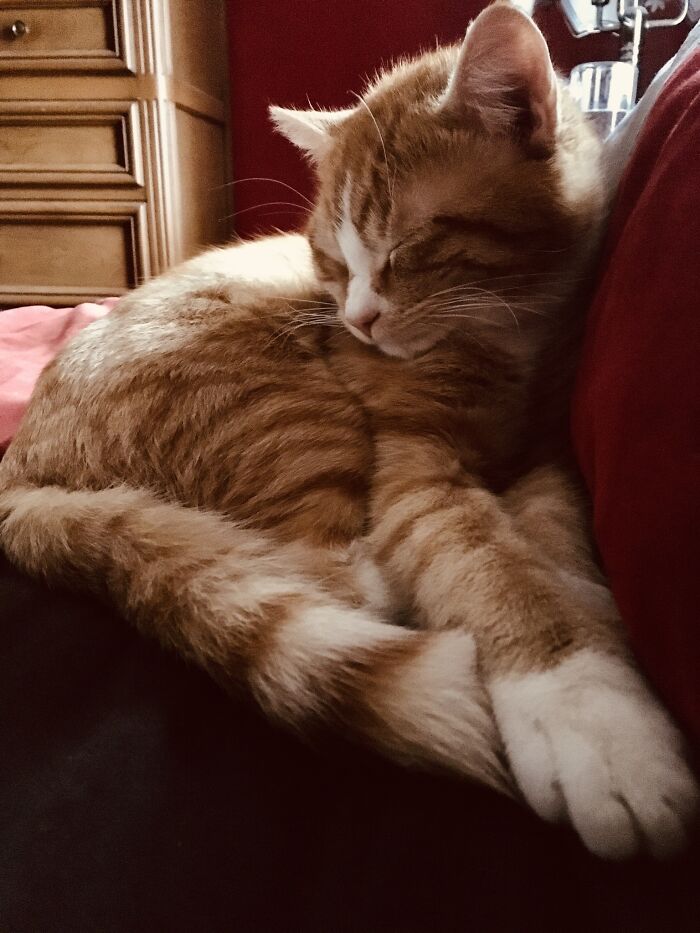 Baby Milocat....the Best Nap Buddy.