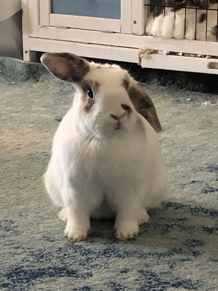 Dwarf Lop... Oh Wait That's A Rabbit