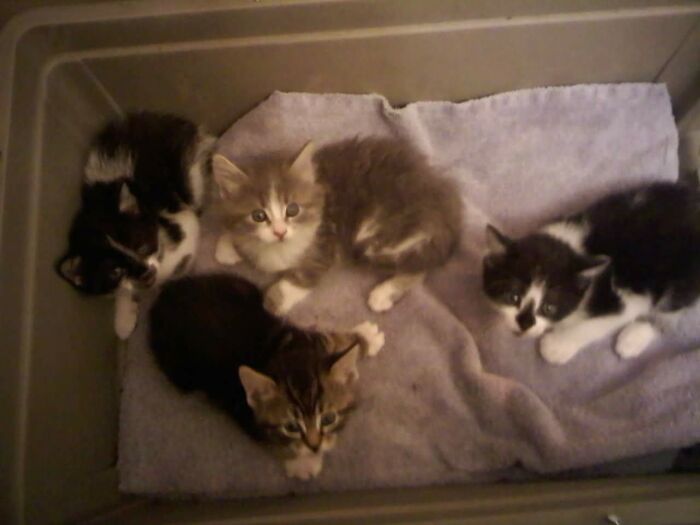 My Fuzzles, The Day They Were Captured. 5 Weeks Old