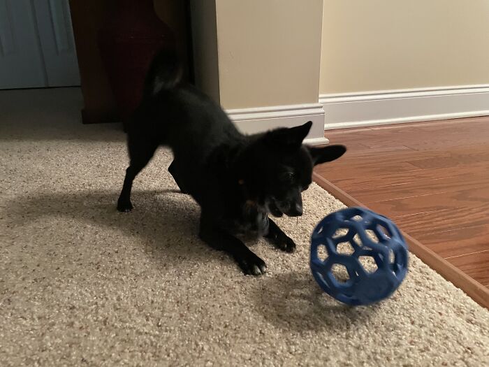 Run Hoomans I Will Save U From The Evil Ball