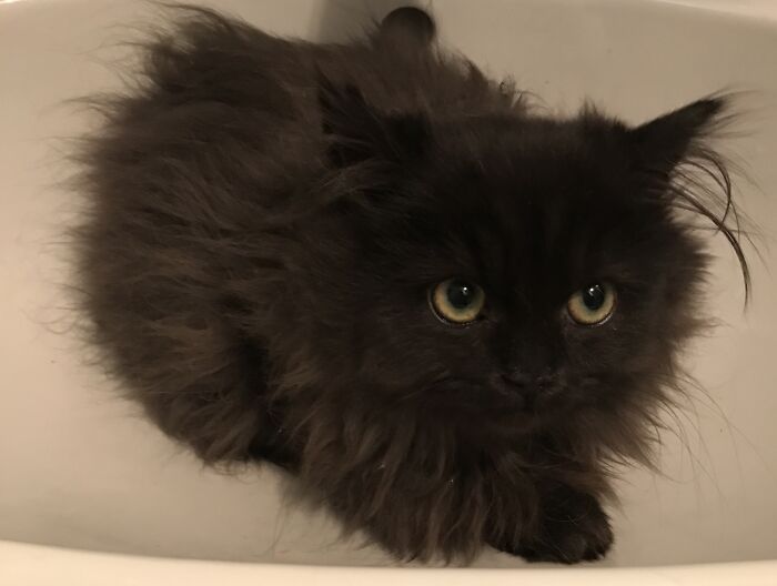 Purrcy The Day I Brought Him Home. He's 5 Now.