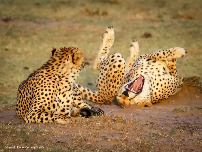 Two cheetahs lying on the ground, with one playfully rolling over, captured for Comedy Wildlife Photography Awards.
