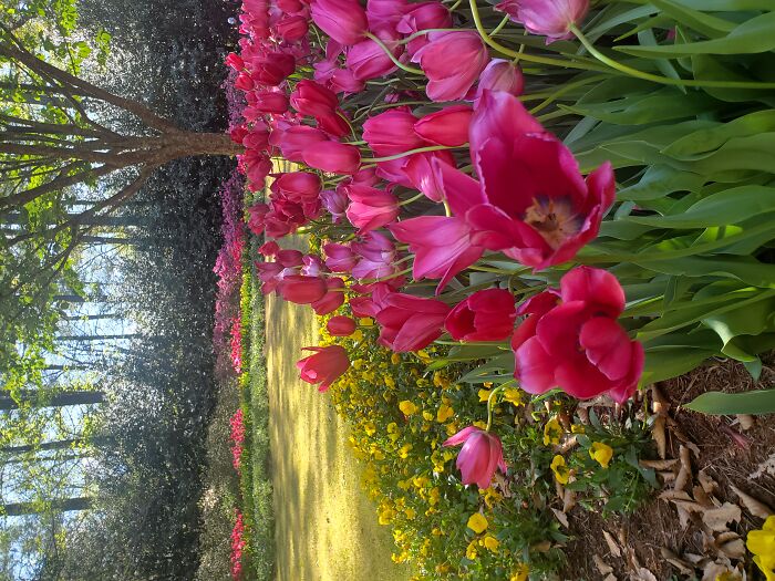 Callaway Gardens In Pine Mountain, Ga
