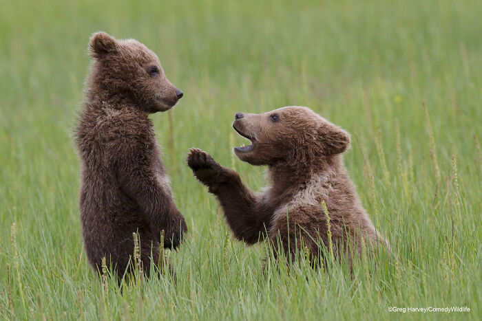 Two bear cubs playfully interacting in a grassy field, captured for Comedy Wildlife Photography Awards.