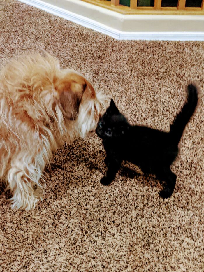 Griswold Is The Best Kitty Foster Assistant