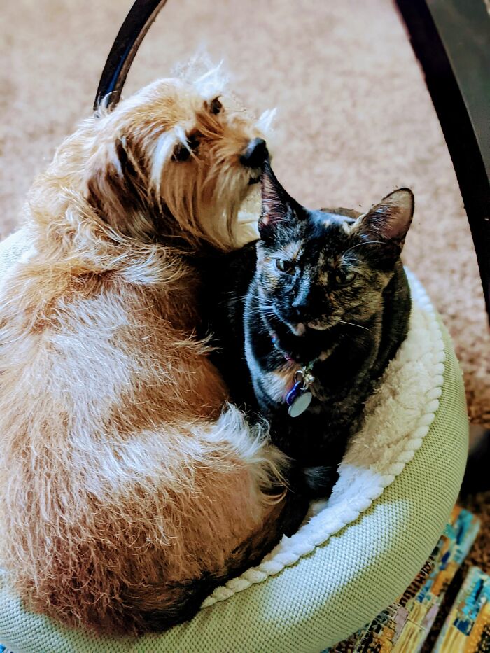 Griswold And Tawny (Rip Sweet Girl)