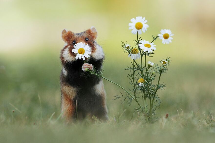 Wildlife Photographer Spends 10 Years To Photograph Wild Hamsters - See His Best 30 Pictures