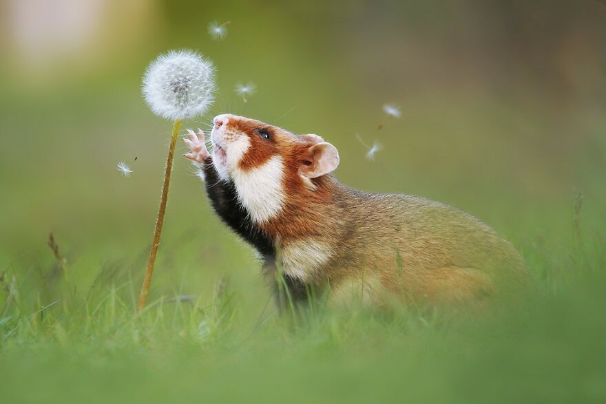 Wildlife Photographer Spends 10 Years To Photograph Wild Hamsters - See His Best 30 Pictures