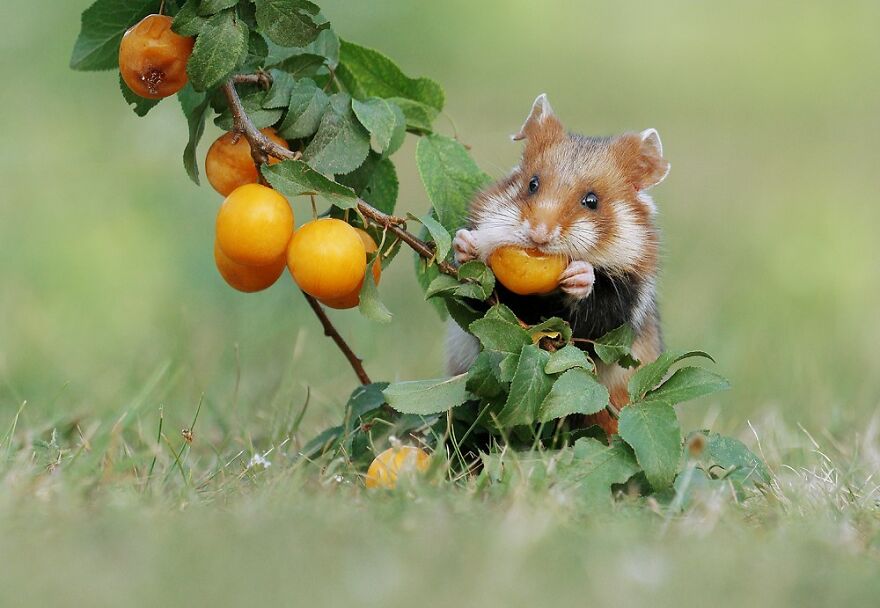 Wildlife Photographer Spends 10 Years To Photograph Wild Hamsters - See His Best 30 Pictures