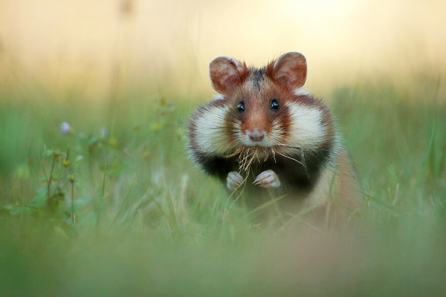 Wildlife Photographer Spends 10 Years To Photograph Wild Hamsters - See His Best 30 Pictures